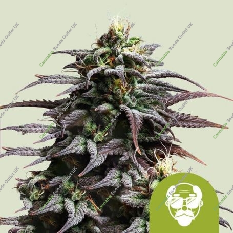 Granddaddy Purple Auto Feminized Marijuana Strain by Royal Queen Seeds For Sale Online at Cannabis Seeds Outlet