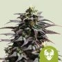 Granddaddy Purple Auto Feminized Marijuana Strain by Royal Queen Seeds For Sale Online at Cannabis Seeds Outlet