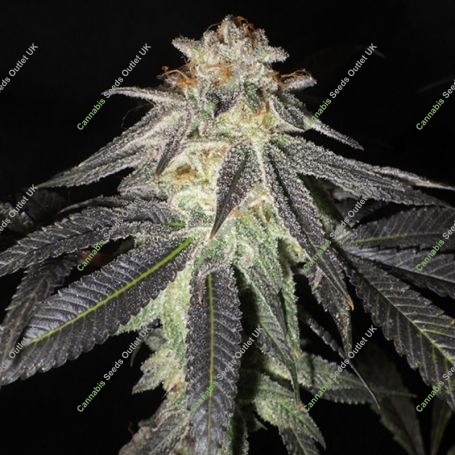 Kush Valley Gelato Feminized Marijuana Strain by Seedism For Sale Online at Cannabis Seeds Outlet