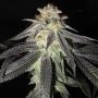 Kush Valley Gelato Feminized Marijuana Strain by Seedism For Sale Online at Cannabis Seeds Outlet