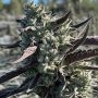 Seedism Kush Valley Gelato Smoke Buds Weed Ganja Skunk Dope Pot Images Pics Nuggets