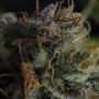 Kush Valley Gelato Feminized by Seedism THC Content Potency Strength CBD Height Yield Flowering Time Indica Sativa Genetics