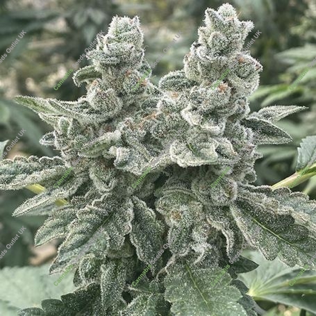 Kush Valley Cookies Feminized Marijuana Strain by Seedism For Sale Online at Cannabis Seeds Outlet