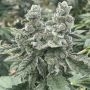 Kush Valley Cookies Feminized Marijuana Strain by Seedism For Sale Online at Cannabis Seeds Outlet
