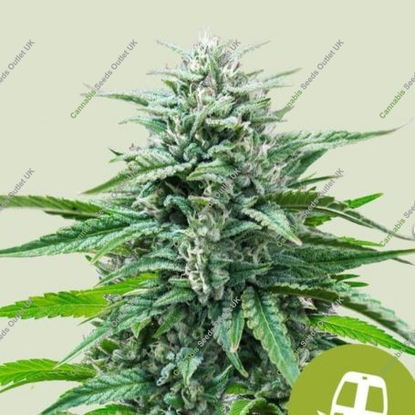 Trainwreck Auto Feminized Marijuana Strain by Royal Queen Seeds For Sale Online at Cannabis Seeds Outlet