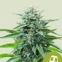 Trainwreck Auto Feminized Marijuana Strain by Royal Queen Seeds For Sale Online at Cannabis Seeds Outlet