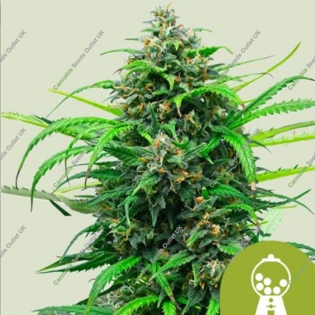 Pink Runtz Auto Feminized Marijuana Strain by Royal Queen Seeds For Sale Online at Cannabis Seeds Outlet