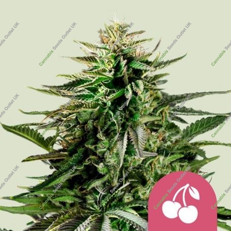 Cherry Pie Feminized Marijuana Strain by Royal Queen Seeds For Sale Online at Cannabis Seeds Outlet