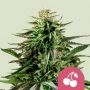 Cherry Pie Feminized Marijuana Strain by Royal Queen Seeds For Sale Online at Cannabis Seeds Outlet