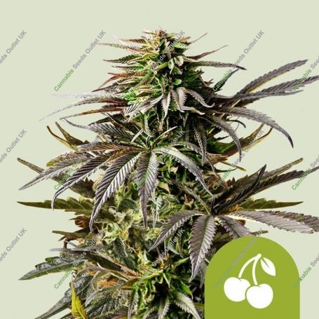 Cherry Pie Auto Feminized Marijuana Strain by Royal Queen Seeds For Sale Online at Cannabis Seeds Outlet