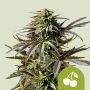Cherry Pie Auto Feminized Marijuana Strain by Royal Queen Seeds For Sale Online at Cannabis Seeds Outlet