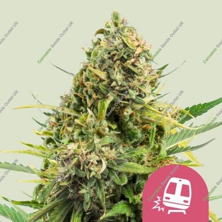 Trainwreck Feminized Marijuana Strain by Royal Queen Seeds For Sale Online at Cannabis Seeds Outlet