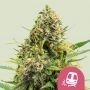 Trainwreck Feminized Marijuana Strain by Royal Queen Seeds For Sale Online at Cannabis Seeds Outlet