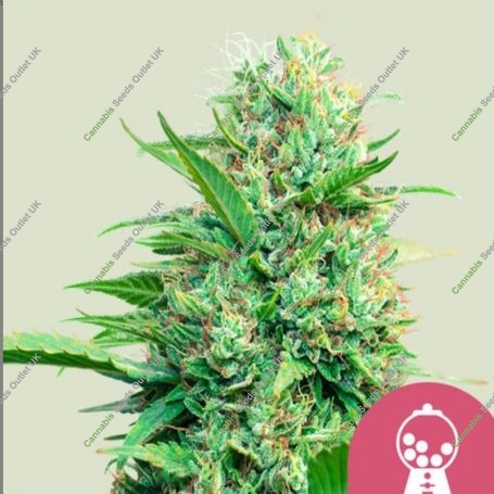 Pink Runtz Feminized Marijuana Strain by Royal Queen Seeds For Sale Online at Cannabis Seeds Outlet