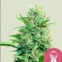 Pink Runtz Feminized Marijuana Strain by Royal Queen Seeds For Sale Online at Cannabis Seeds Outlet