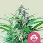 Grape Ape Feminized Marijuana Strain by Royal Queen Seeds For Sale Online at Cannabis Seeds Outlet