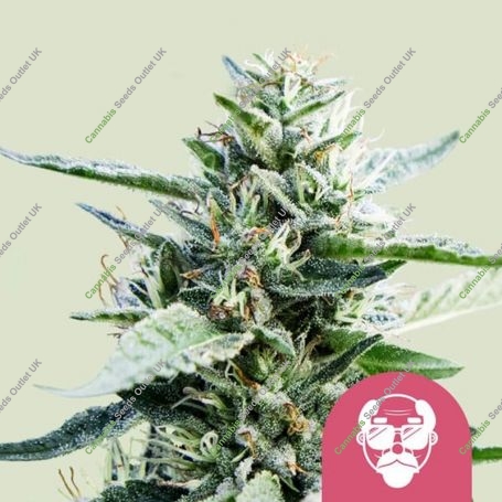 Granddaddy Purple Feminized Marijuana Strain by Royal Queen Seeds For Sale Online at Cannabis Seeds Outlet