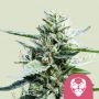 Granddaddy Purple Feminized Marijuana Strain by Royal Queen Seeds For Sale Online at Cannabis Seeds Outlet