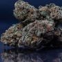Royal Queen Seeds Granddaddy Purple Smoke Buds Weed Ganja Skunk Dope Pot Images Pics Nuggets