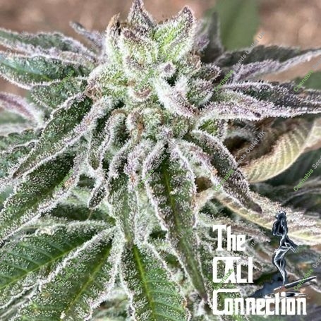 Red Berry Tarte Feminized Marijuana Strain by The Cali Connection For Sale Online at Cannabis Seeds Outlet