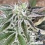 Red Berry Tarte Feminized Marijuana Strain by The Cali Connection For Sale Online at Cannabis Seeds Outlet