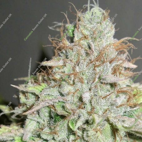 Terpatron 3000 F2 Feminized Marijuana Strain by Ultra Genetics For Sale Online at Cannabis Seeds Outlet