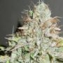 Terpatron 3000 F2 Feminized Marijuana Strain by Ultra Genetics For Sale Online at Cannabis Seeds Outlet