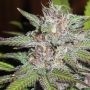 Ultra Genetics Terpatron 3000 F2 Smoke Buds Weed Ganja Skunk Dope Pot Images Pics Nuggets