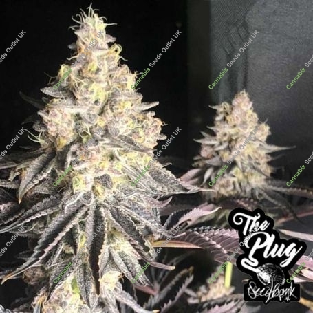 Zerbert Smoothie Feminized Marijuana Strain by The Plug Seedbank For Sale Online at Cannabis Seeds Outlet