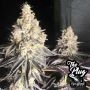 Zerbert Smoothie Feminized Marijuana Strain by The Plug Seedbank For Sale Online at Cannabis Seeds Outlet