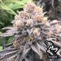 Fritter Delight Feminized Marijuana Strain by The Plug Seedbank For Sale Online at Cannabis Seeds Outlet
