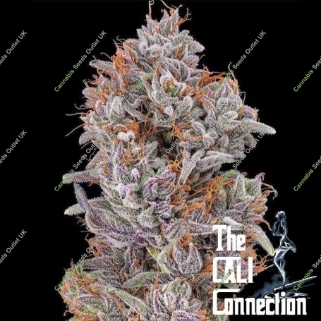 Strawberry Delight Feminized Marijuana Strain by The Cali Connection For Sale Online at Cannabis Seeds Outlet