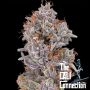 Strawberry Delight Feminized Marijuana Strain by The Cali Connection For Sale Online at Cannabis Seeds Outlet