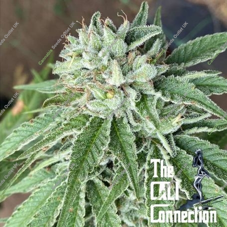 Semifreddo al Limone Feminized Marijuana Strain by The Cali Connection For Sale Online at Cannabis Seeds Outlet