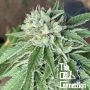 Semifreddo al Limone Feminized Marijuana Strain by The Cali Connection For Sale Online at Cannabis Seeds Outlet