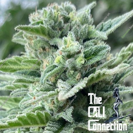 Lemoncino Feminized Marijuana Strain by The Cali Connection For Sale Online at Cannabis Seeds Outlet