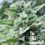 Lemoncino Feminized Marijuana Strain by The Cali Connection For Sale Online at Cannabis Seeds Outlet