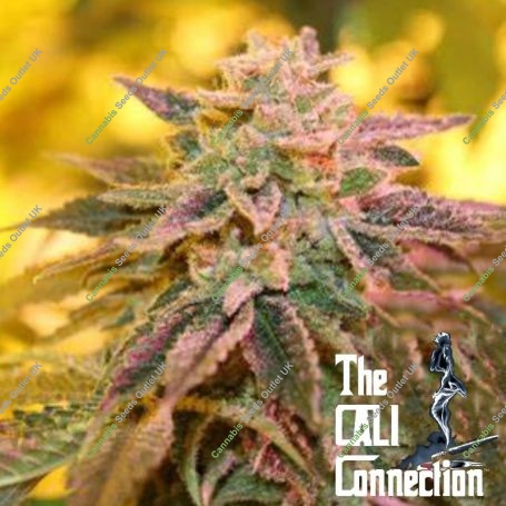 Alpine Strawberry Feminized Marijuana Strain by The Cali Connection For Sale Online at Cannabis Seeds Outlet