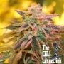 Alpine Strawberry Feminized Marijuana Strain by The Cali Connection For Sale Online at Cannabis Seeds Outlet