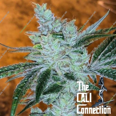 Lemon Delight Feminized Marijuana Strain by The Cali Connection For Sale Online at Cannabis Seeds Outlet