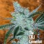 Lemon Delight Feminized Marijuana Strain by The Cali Connection For Sale Online at Cannabis Seeds Outlet