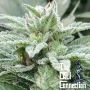 Jewel Piece Feminized Marijuana Strain by The Cali Connection For Sale Online at Cannabis Seeds Outlet