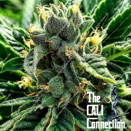 Gelato al Limone Feminized Marijuana Strain by The Cali Connection For Sale Online at Cannabis Seeds Outlet