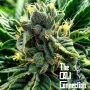 Gelato al Limone Feminized Marijuana Strain by The Cali Connection For Sale Online at Cannabis Seeds Outlet