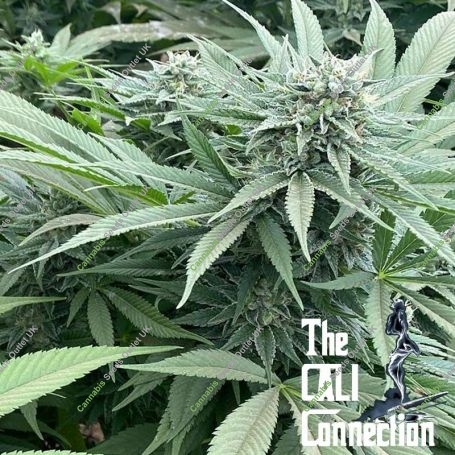 Delizie al Limone Feminized Marijuana Strain by The Cali Connection For Sale Online at Cannabis Seeds Outlet