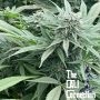 Delizie al Limone Feminized Marijuana Strain by The Cali Connection For Sale Online at Cannabis Seeds Outlet