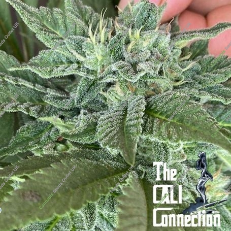Beauty Punch Feminized Marijuana Strain by The Cali Connection For Sale Online at Cannabis Seeds Outlet