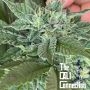 Beauty Punch Feminized Marijuana Strain by The Cali Connection For Sale Online at Cannabis Seeds Outlet
