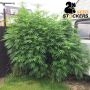 Seed Stockers Big Yeti Smoke Buds Weed Ganja Skunk Dope Pot Images Pics Nuggets