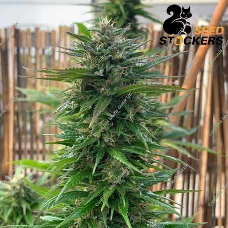 Big Yeti Feminized Marijuana Strain by Seed Stockers For Sale Online at Cannabis Seeds Outlet